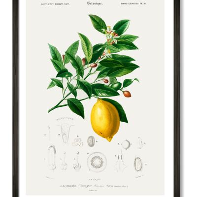 Zitronen-Kunstdruck - A4