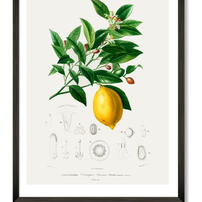 Zitronen-Kunstdruck - A3