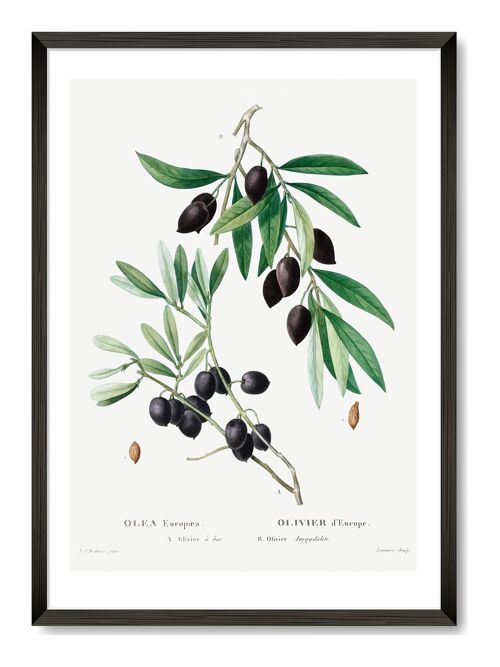 Olive Art Print - A4