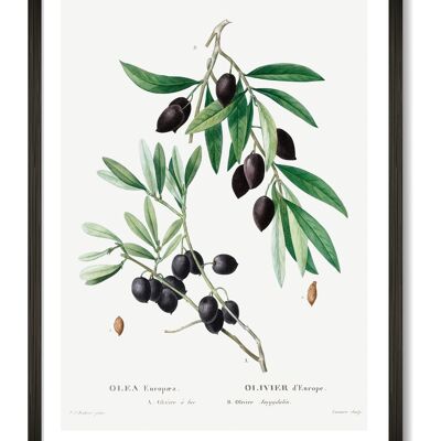 Olive Art Print - A3