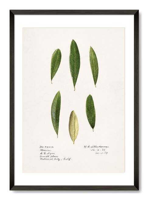 Olive Leaves Art Print -  A4