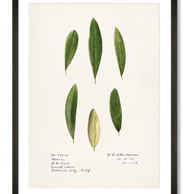 Stampa artistica foglie di olivo - A4