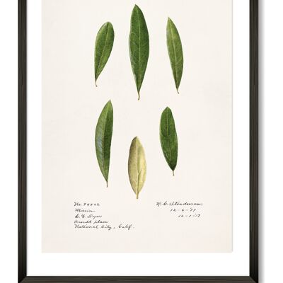 Lámina de hojas de olivo - A4