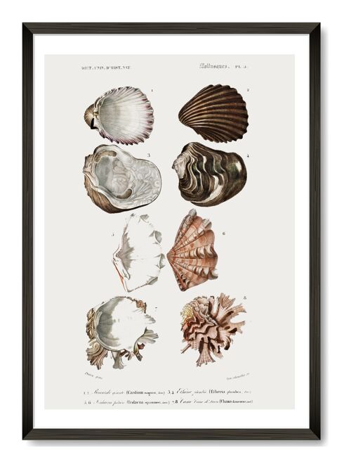 Shells Art Print - A4