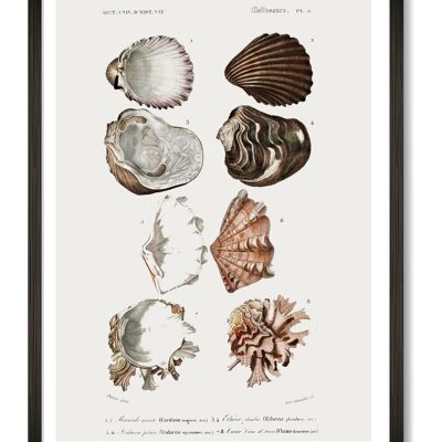 Shells Art Print - A4