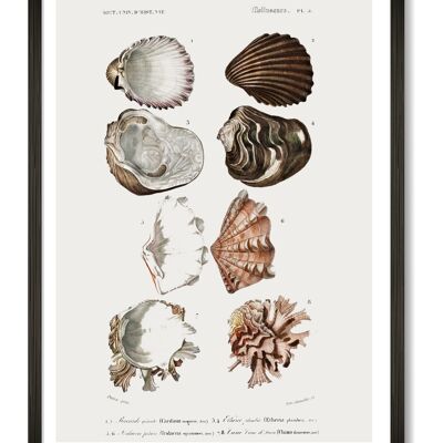 Shells Art Print - A3