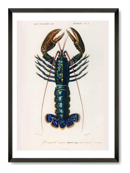 Crawfish Art Print - A4