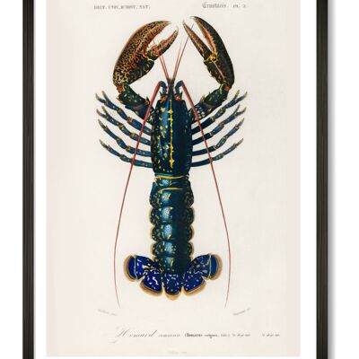 Crawfish Art Print - A4