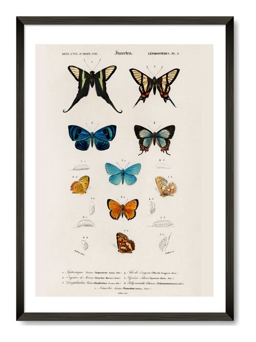 Butterflies Art Print - A4