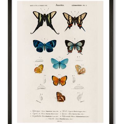 Impression d'art papillons - A4