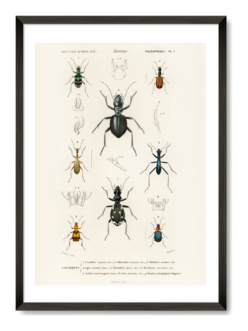 Beetles Art Print - A4