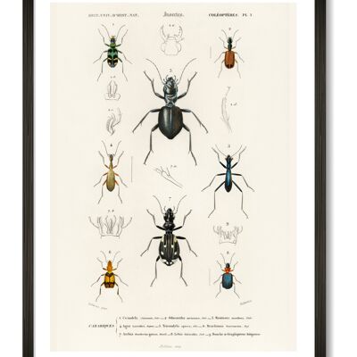 Beetles Art Print - A4