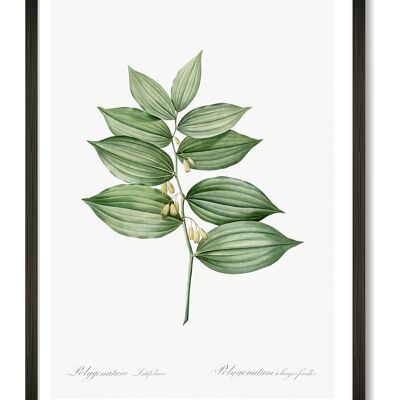 Botanischer Blattkunstdruck - A4