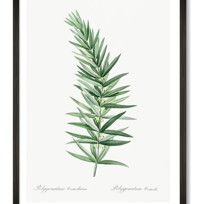 Kunstdruck des botanischen Zweigs - A4