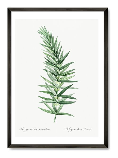 Botanical Branch Art Print - A3