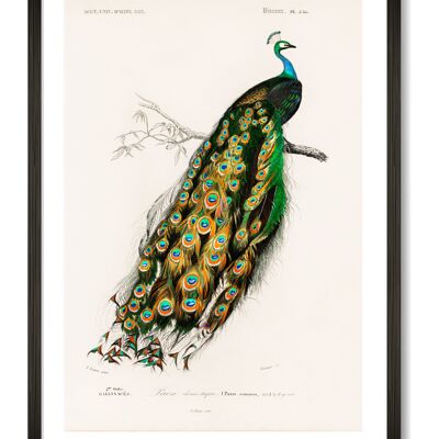 Peacock Art Print - A4