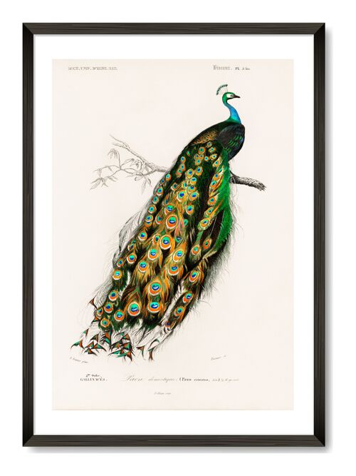 Peacock Art Print - A3