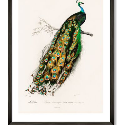 Peacock Art Print - A3
