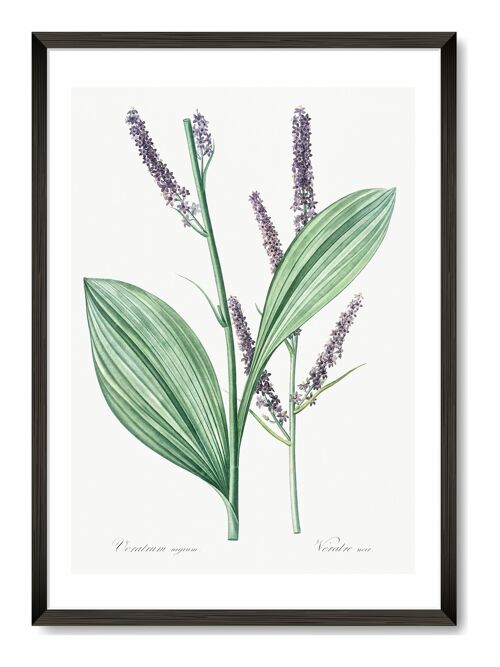 Botanical Lavendar Art Print - A4