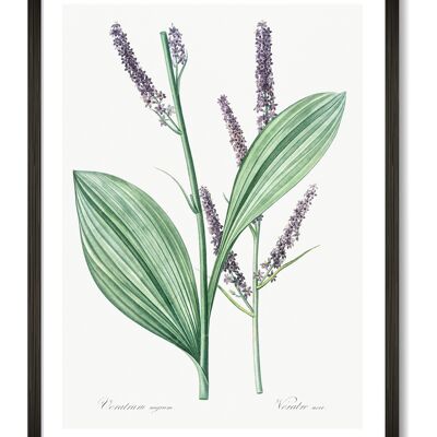 Botanischer Lavendel-Kunstdruck - A4