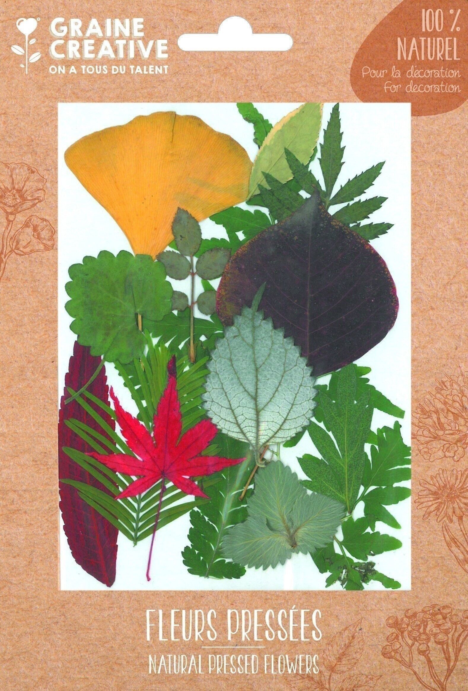 FIORI PRESSATI FORESTA 1 - 15 PZ