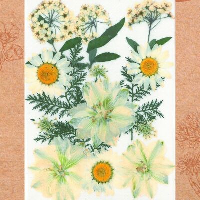 WHITE PRAIRIE PRESSED FLOWERS - 15 PCS