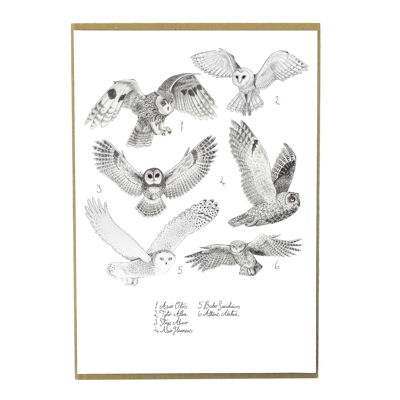 Parliament of Owls A6 Art Print