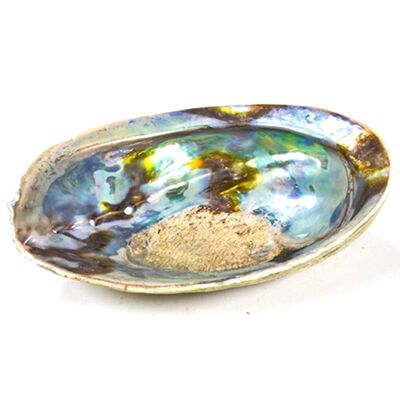 Coquillage Abalone Arc-en-ciel