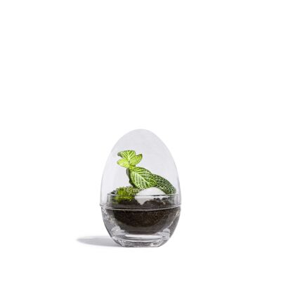 Pack terrariums