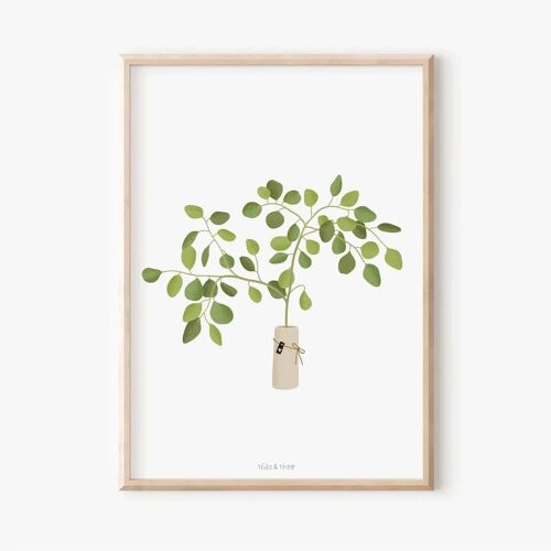 Poster - Eukalyptuszweig