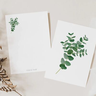 Cartolina - ramo di eucalipto