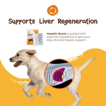 Supplément Hepatic Boost pour chats et chiens souffrant d'une maladie du foie 3