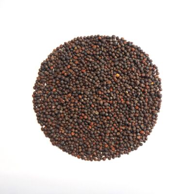 Cavolo rapa biologico con semi di germe rosso 50g