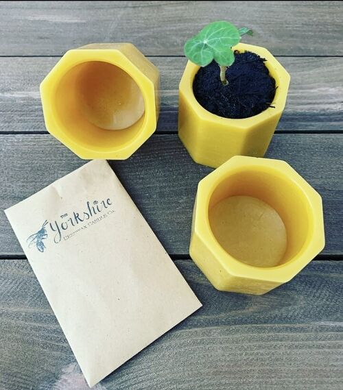 Natural Beeswax Flower Pots with FREE Seeds
