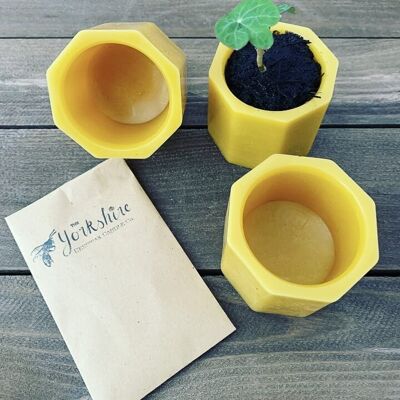 Natural Beeswax Flower Pots with FREE Seeds