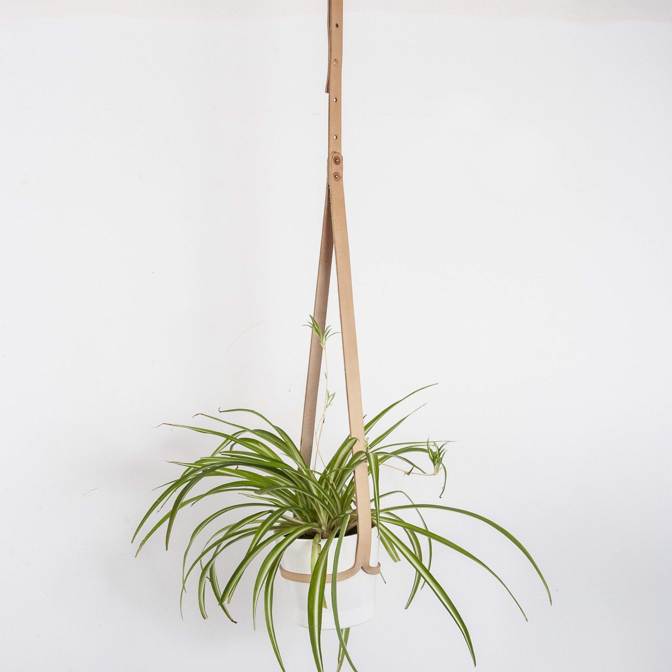 Soffitto Pianta Appendiabiti 2