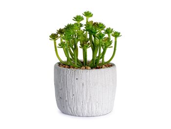 Plante artificielle en plastique assorti diamètre 11 cm; vendable en 3