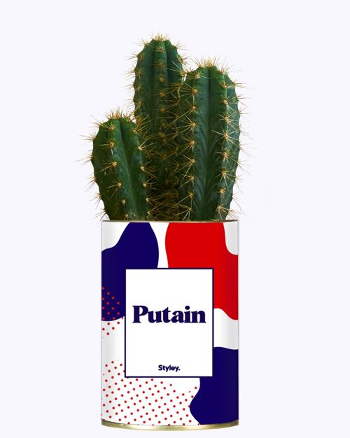 Putin - Plante Grasse & Cactus