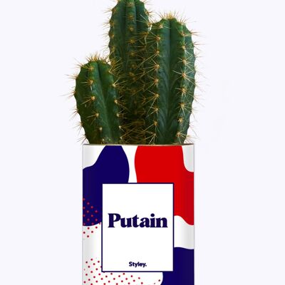 Putin - Pianta succulenta e cactus