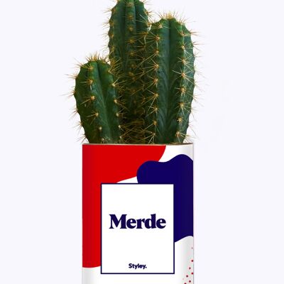 Merde - Plante Grasse & cactus en pot