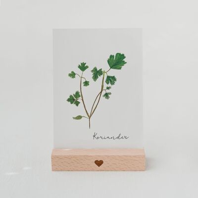 CARTE HERBES CORIANDRE