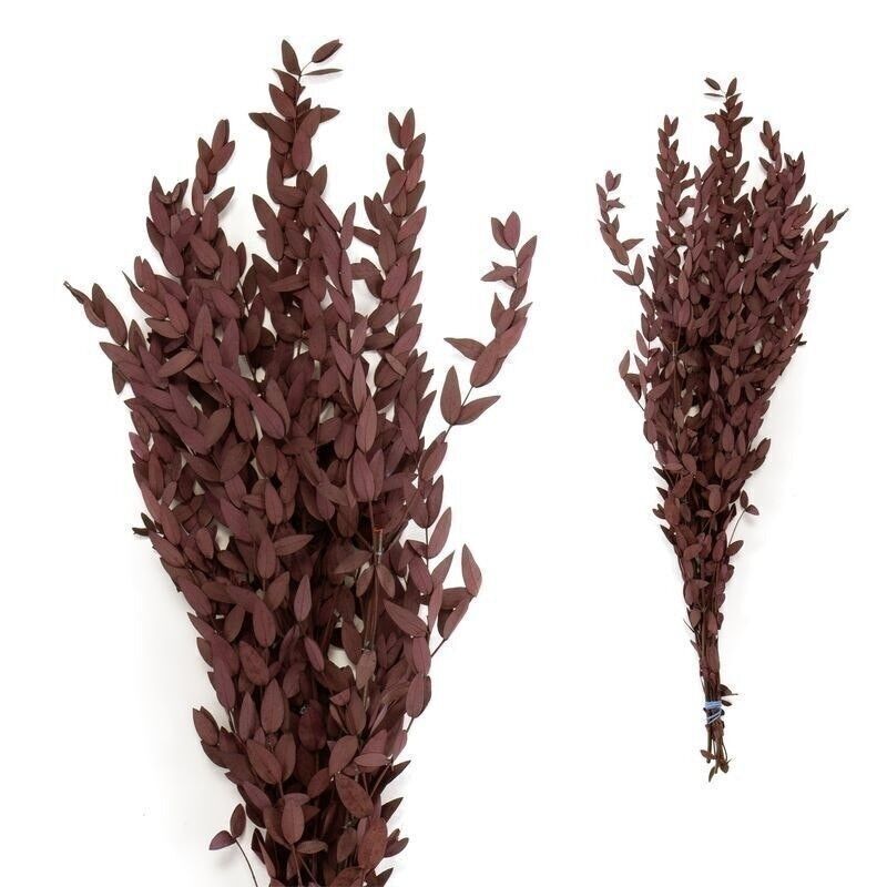 EUCALYPTUS TENUIFOLIA 60-65CM PURPURA HH30512105