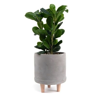 PLANTA ARTIFICIALE CON MACETA DE CEMENTO CON PATAS HH3051342