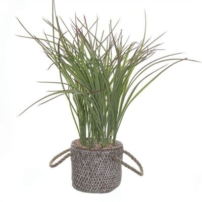 PLANTA GRASS MACETA HH291531