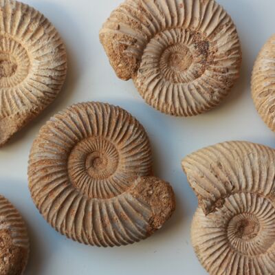 Ammonite - S