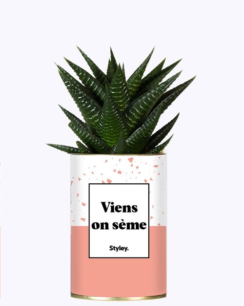 Cactus - Viens on sème