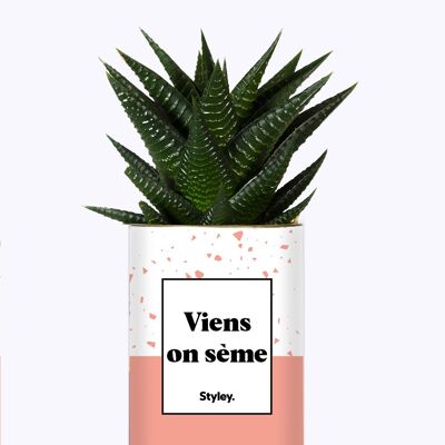 Cactus - Viens on sème