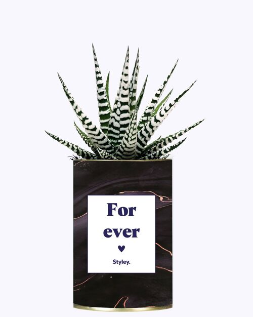 Plante Grasse - For ever