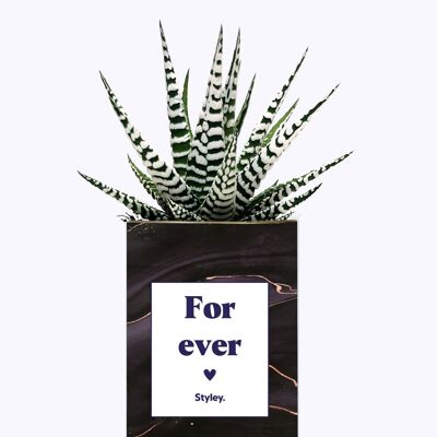 Succulent Plant - For ever