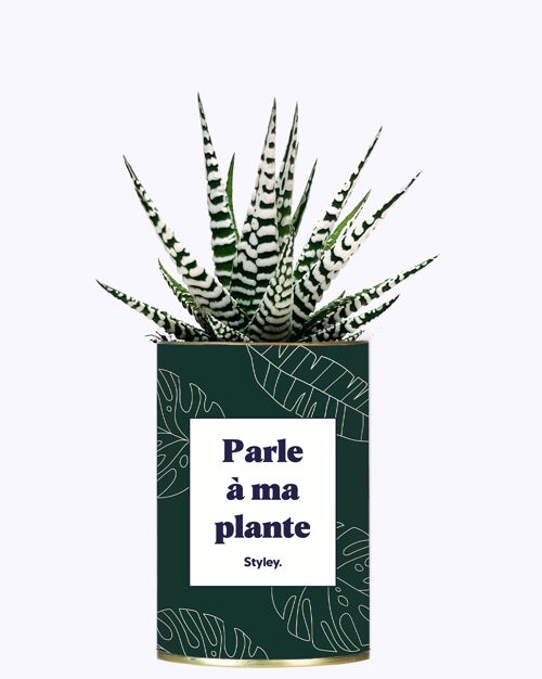 Plante grasse - Parle à ma plante